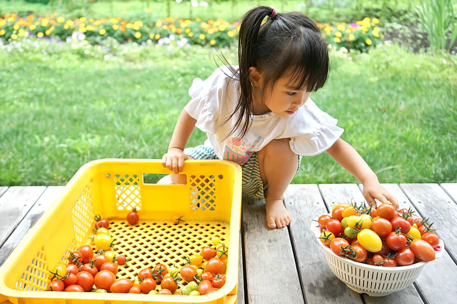 トマトを収穫する写真