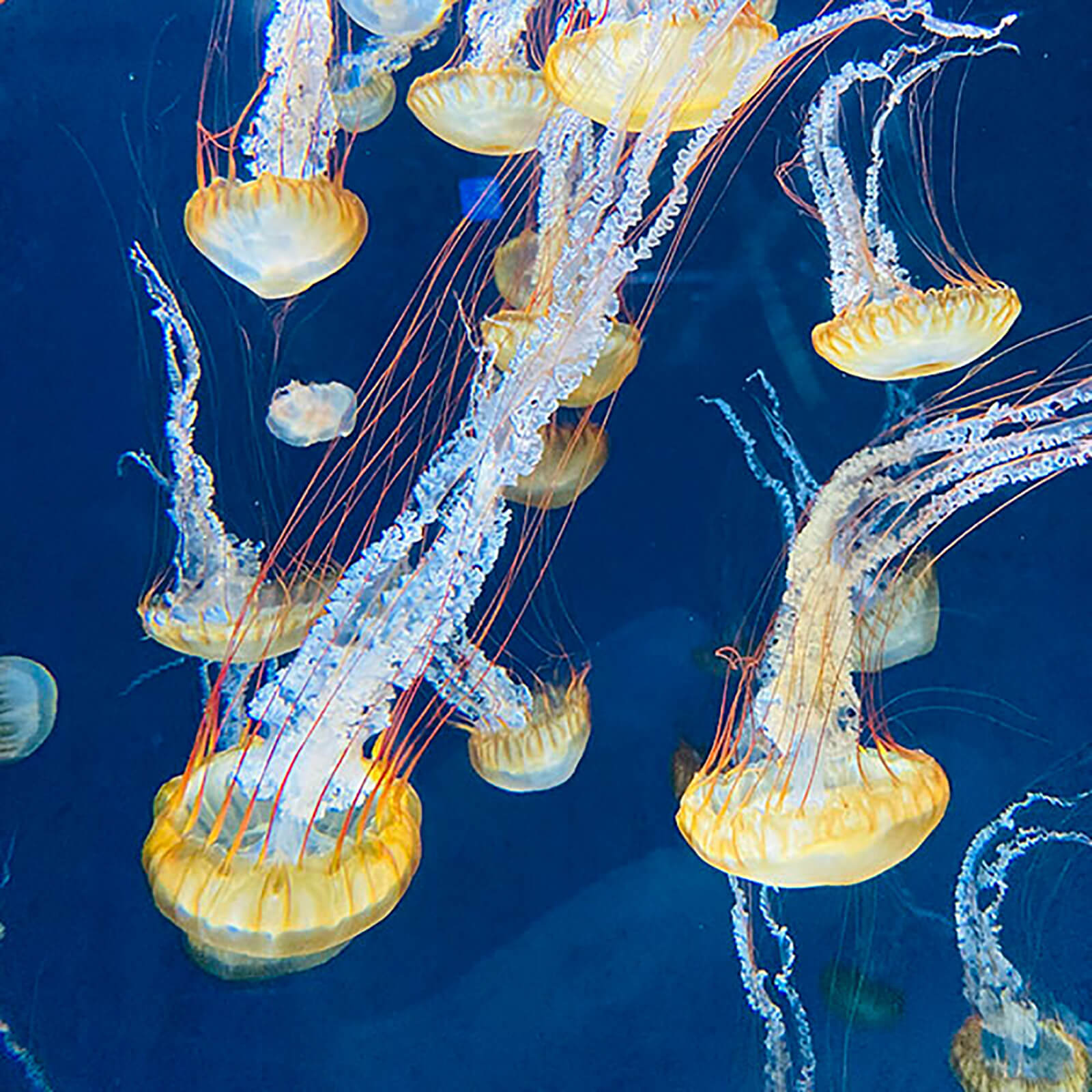 新江ノ島水族館。