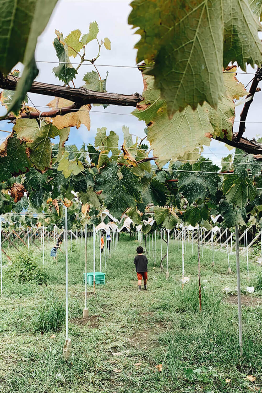 Vineyard